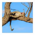 Leopard #5ds01421