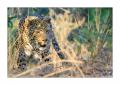 Leopard #5ds01769