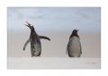 Eselspinguine am Strand #333307