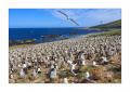 Schwarzbrauenalbatrosse #333155