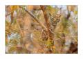 Leopard #5ds00416
