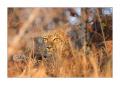 Leopard #5ds00422