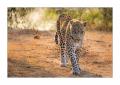 Leopard #5ds00542