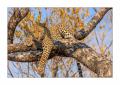 Leopard #5ds00815