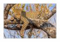 Leopard #5ds00836