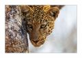 Leopard #5ds00881