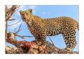 Leopard #5ds00887