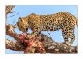 Leopard #5ds00891