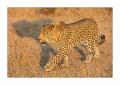 Leopard #5ds00961