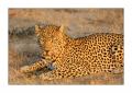 Leopard #5ds00971