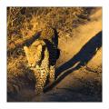 Leopard #5ds01268