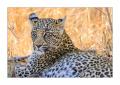 Leopard #5ds01346