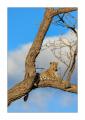 Leopard #5ds01438a