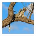 Leopard #5ds01453