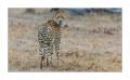 Gepard #5ds00729