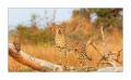 Gepard #5ds00742
