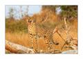 Gepard #5ds00743