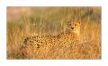 Gepard #5ds00757