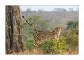 Gepard #5ds00778