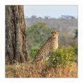 Gepard #5ds00789