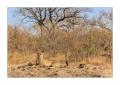 Gepard #5ds00904 Gepard #5ds00904