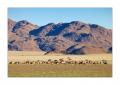 Tirasberge Oryx #28210 Tirasberge Oryx #28210