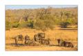 Gnus #5ds01790 Gnus #5ds01790