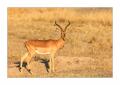 Impala #5ds00396 Impala #5ds00396