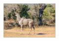 Kudu #5ds01201 Kudu #5ds01201