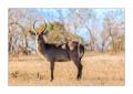 Wasserbock #5ds01338 Wasserbock #5ds01338