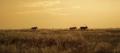 Oryx #13355 Oryx #13355