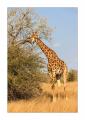 Giraffe #5ds00925
