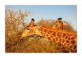 Giraffe #5ds01001