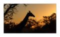 Giraffe #5ds01476