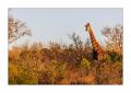 Giraffe #5ds01500