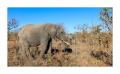 Elefant #5ds01098