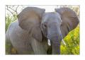 Elefant #5ds01861 Elefant #5ds01861