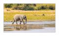 Elefant #5ds01915