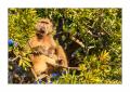 Affe #5ds01662