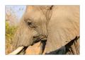 Elefant #5ds01868