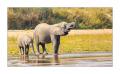 Elefant #5ds01905 Elefant #5ds01905