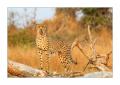 Gepard #5ds00742