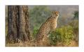 Gepard #5ds00780 Gepard #5ds00780