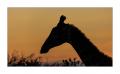 Giraffe #5ds00986
