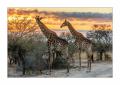 Giraffen #5ds00979