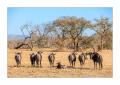 Gnus #5ds01134 Gnus #5ds01134