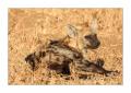 Hyaene #5ds01020
