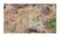 Leopard #5ds00465