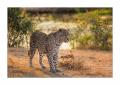 Leopard #5ds00541