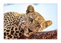 Leopard #5ds00874